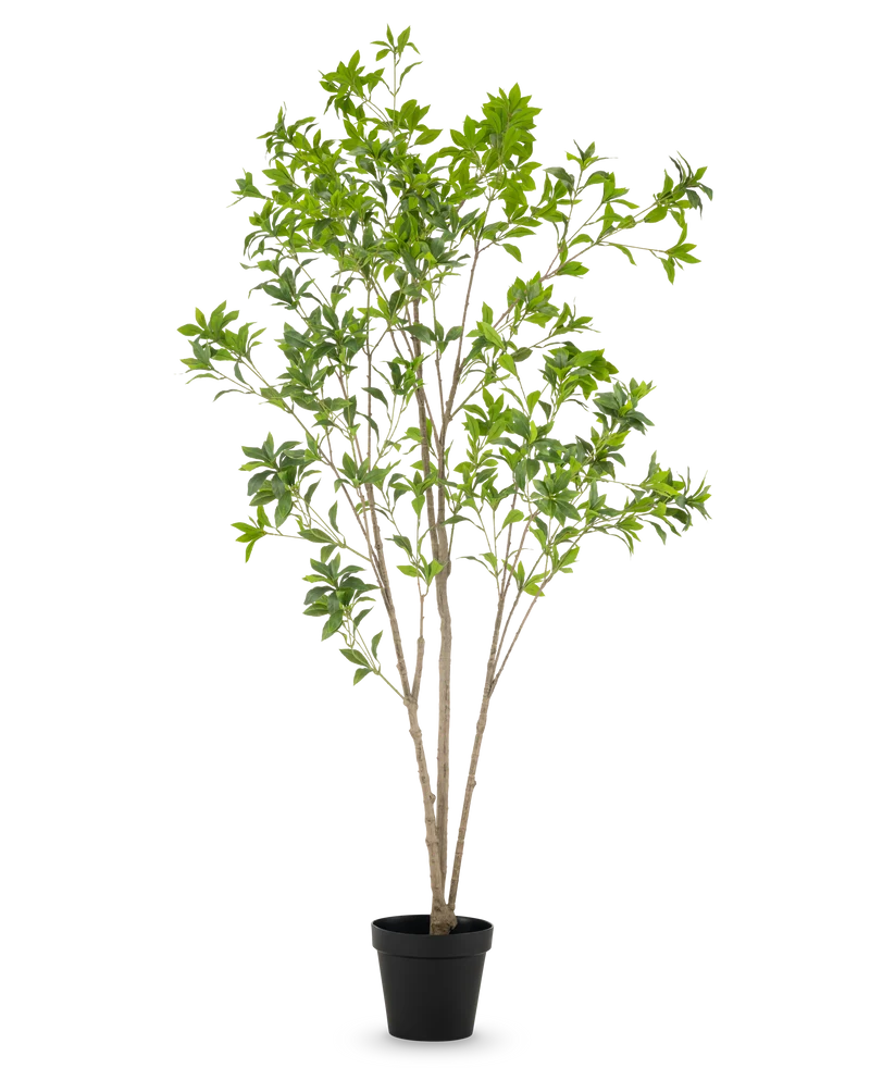 Kunstplant Pieris Japonica 210 cm