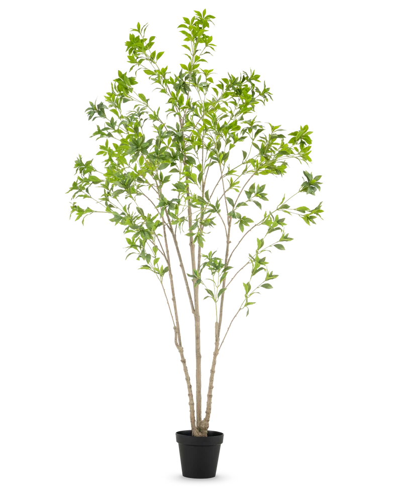 Kunstplant Pieris Japonica 240 cm