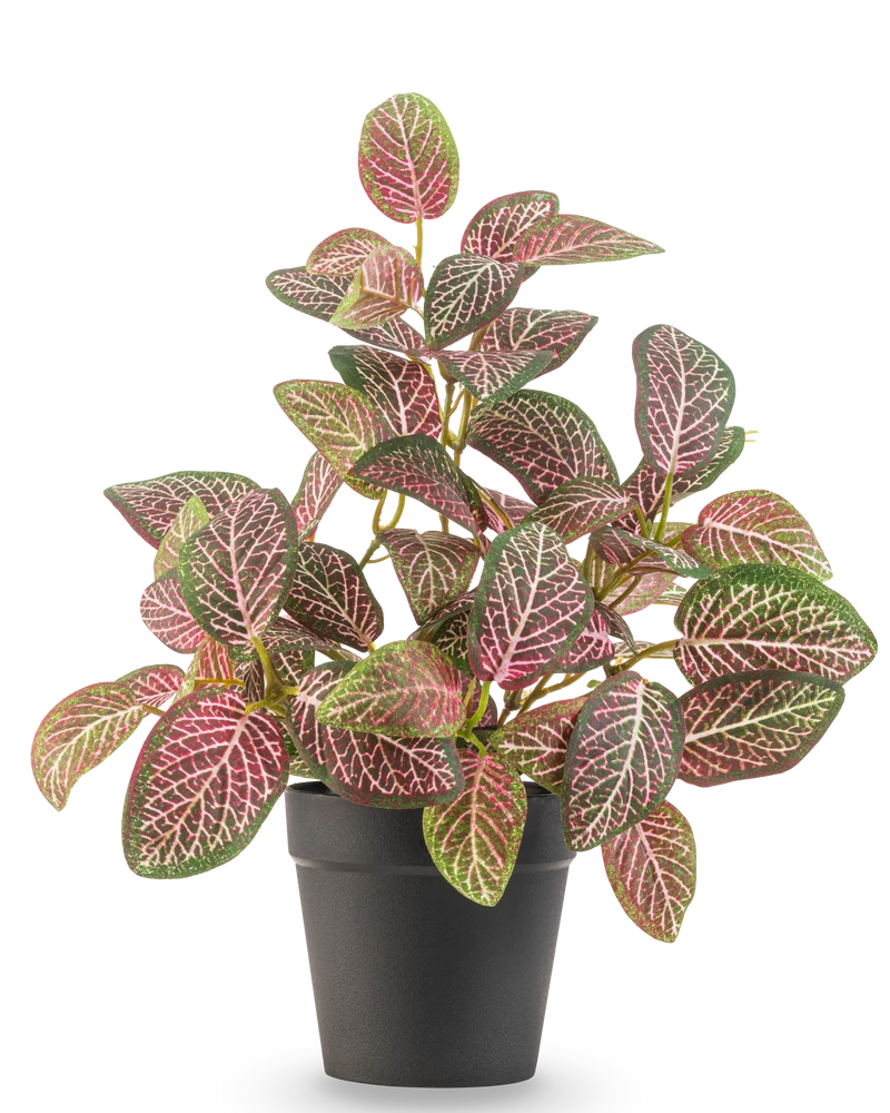 Kunstplant Fittonia Rood in Pot 25cm