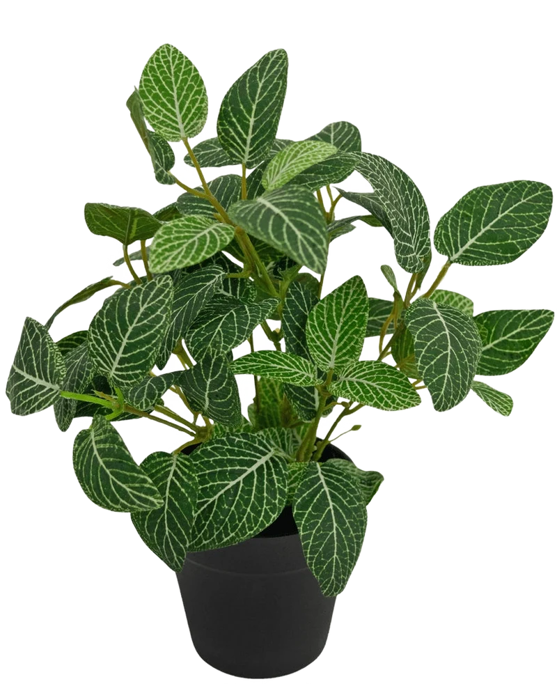 Kunstplant Fittonia Groen-wit in Pot 25cm