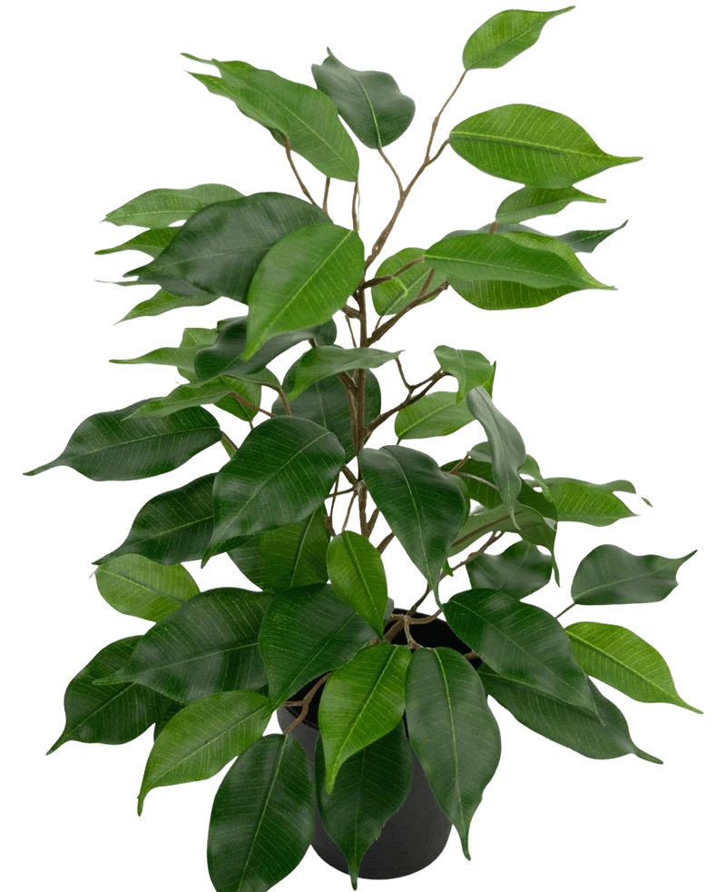 Kunstplant Ficus in Pot 40cm