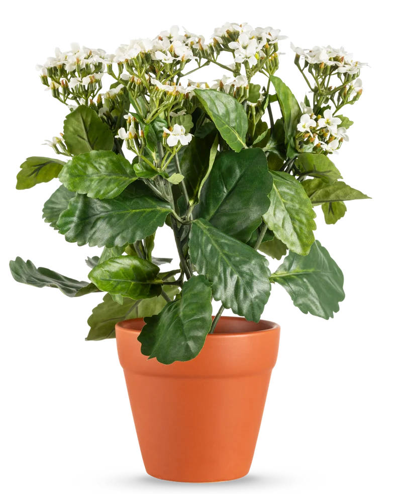 Kunstbloem Kalanchoe plant UV 31 cm wit
