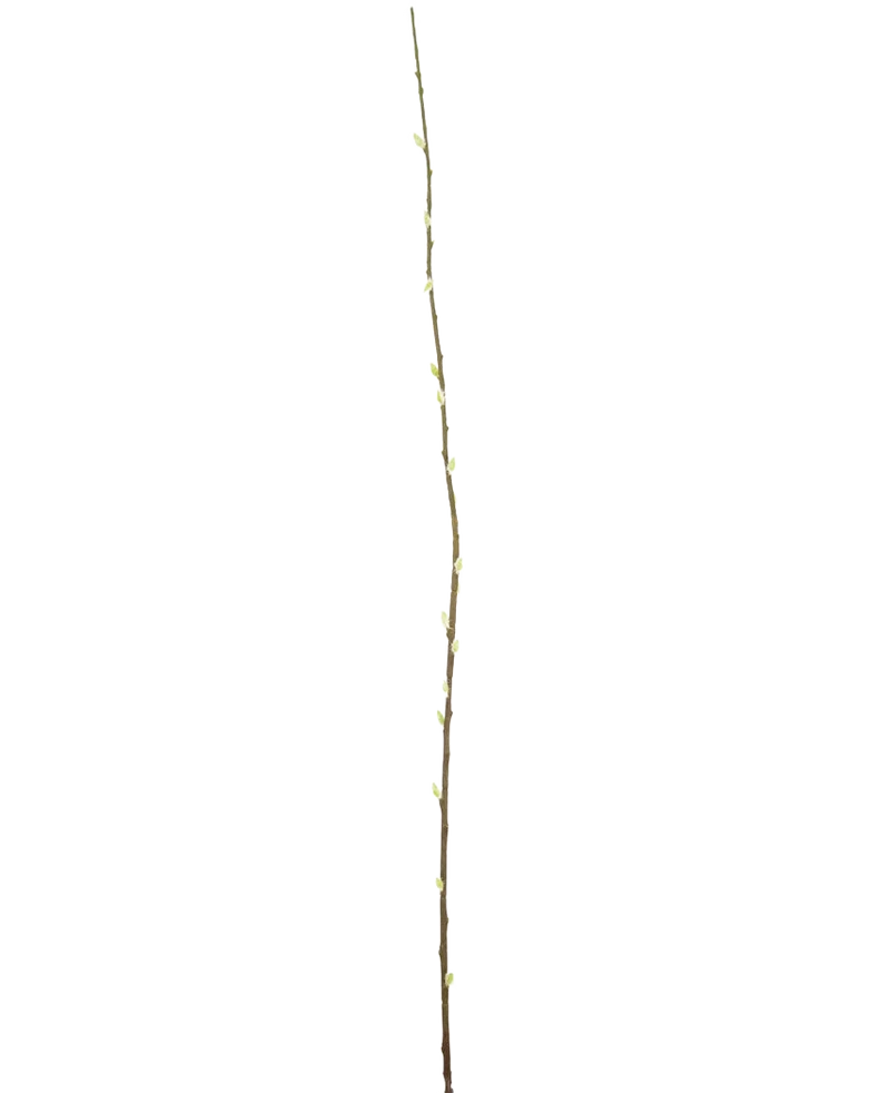 Kunstbloem Salix willow 150 cm