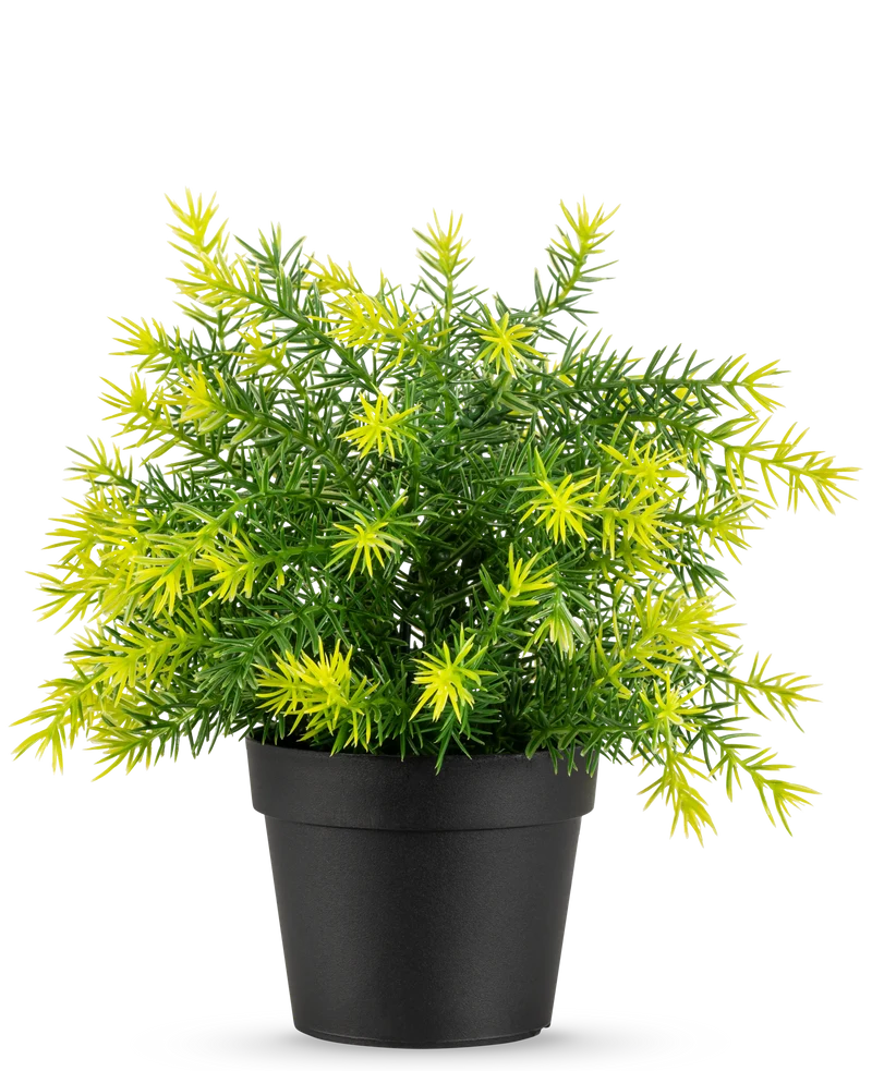 Kunstplant Asparagus in pot UV 23 cm