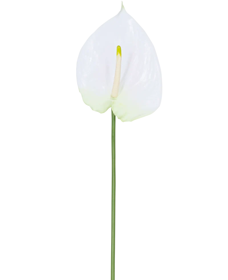 Kunstbloem Anthurium 68 cm wit