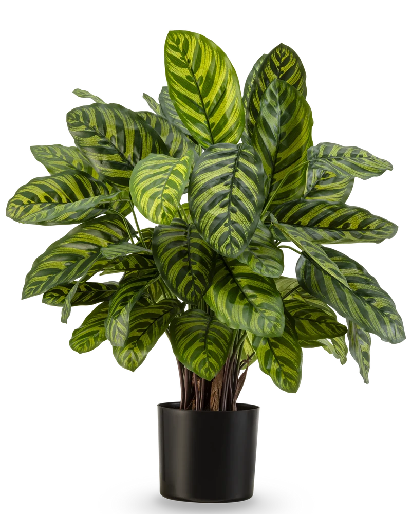 Kunstplant Calathea Makoyana Deluxe UV 75 cm