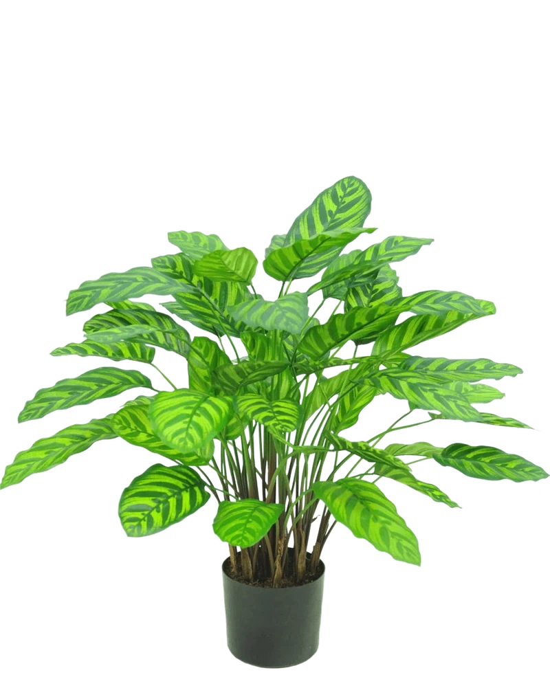 Kunstplant Calathea Makoyana UV 75 cm rood