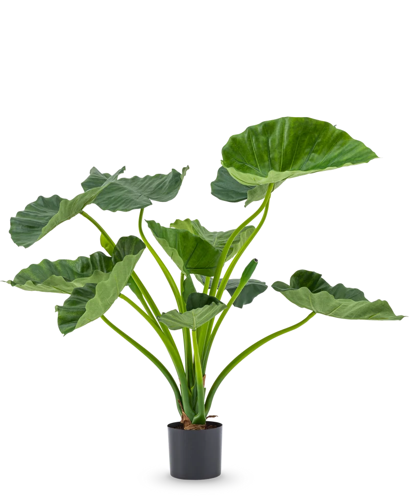 Kunstplant Alocasia Calioora 80 cm