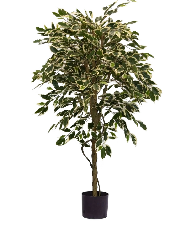 Kunstplant Ficus Bont 150 cm