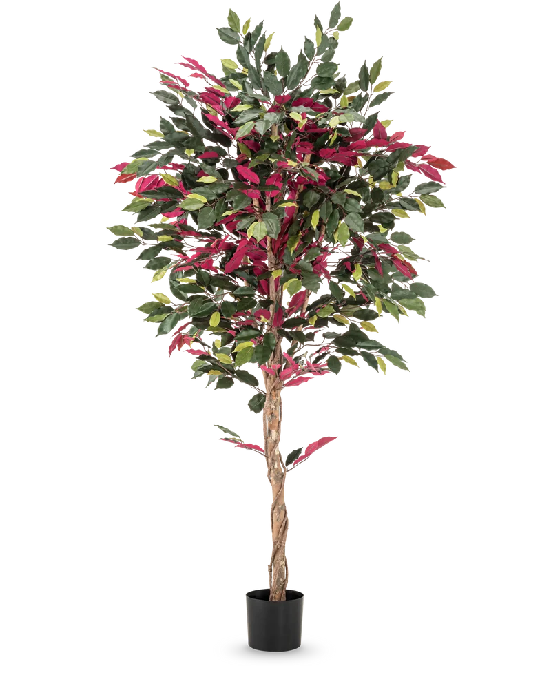 Kunstplant Ficus groen/rood 180 cm brandvertragend