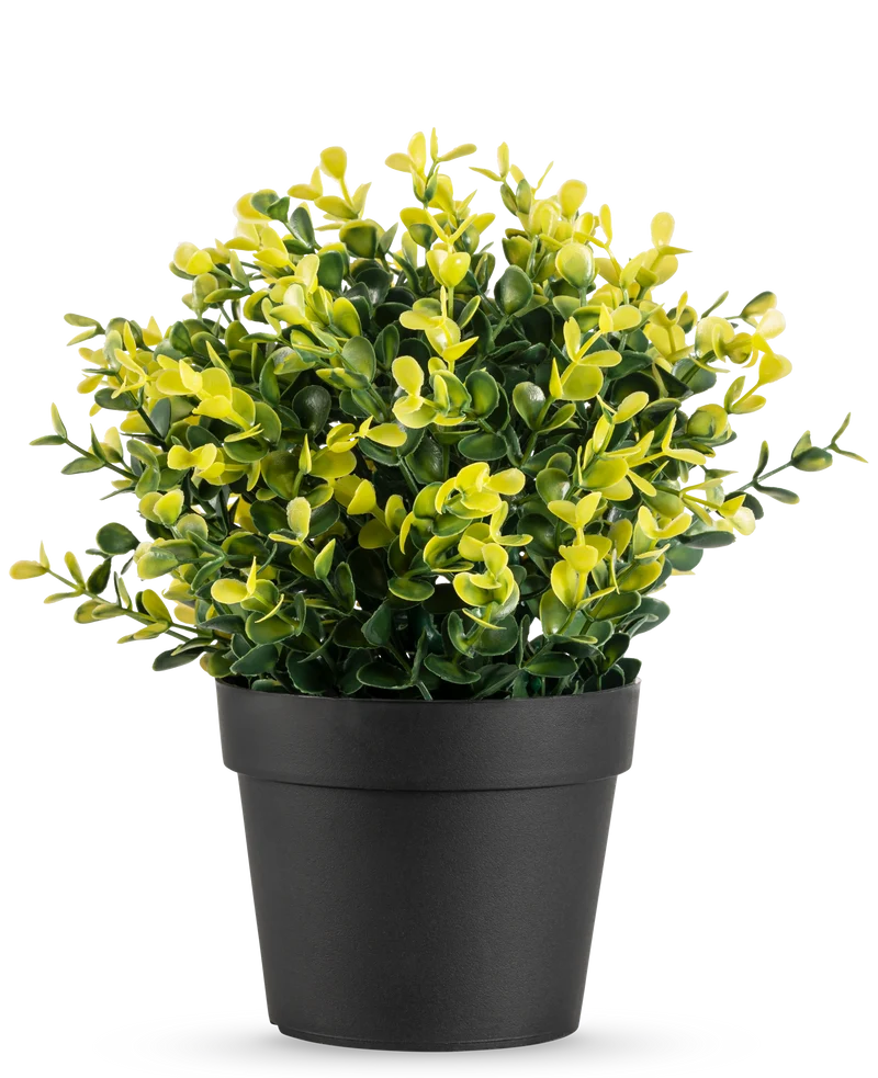Kunstplant Buxus geel in pot UV 19 cm