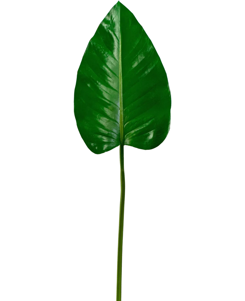 Kunstblad Alocasia 78cm