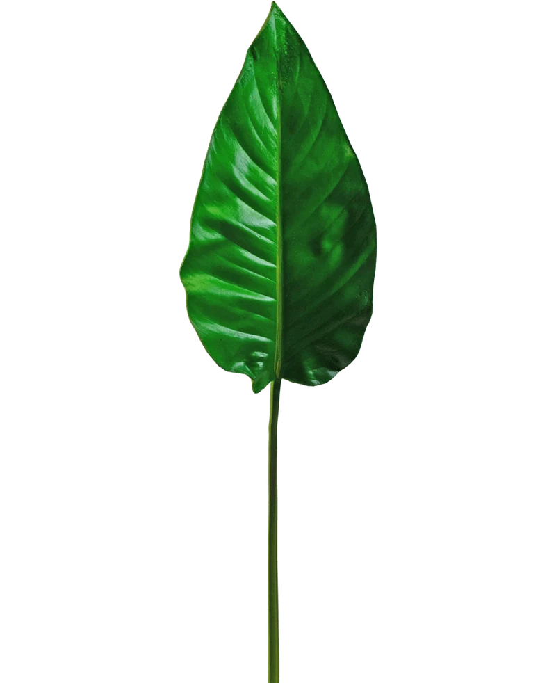 Kunstblad Alocasia 76cm