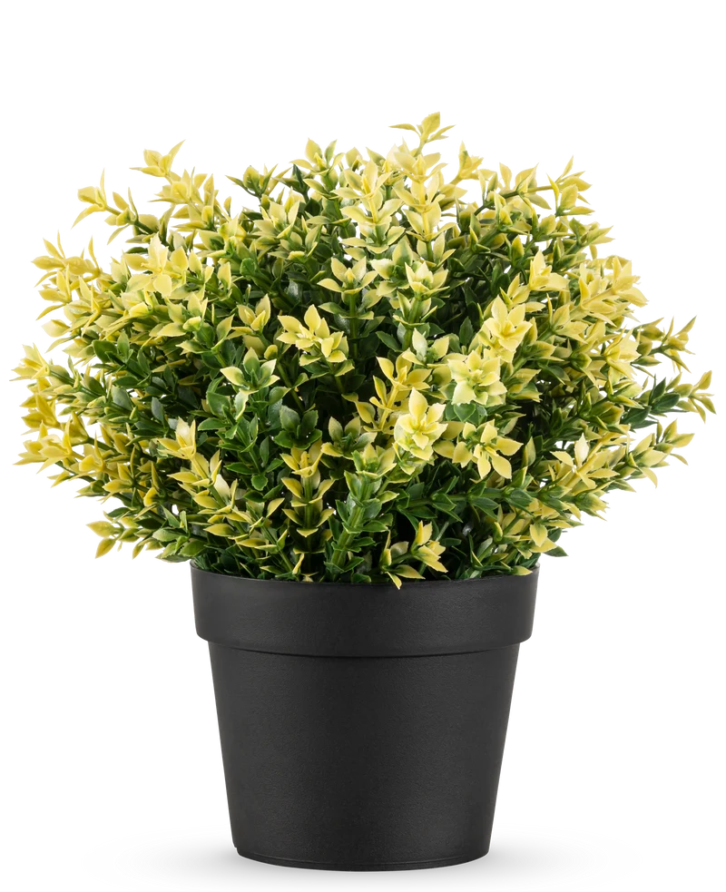 Kunstplant Buxus geel UV 22 cm UV