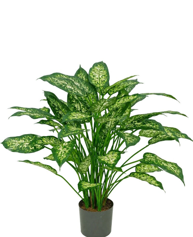 Kunstplant Dieffenbachia 75 cm