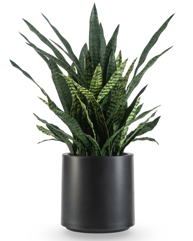 Kunst Sansevieria Zeylanica 110 cm kant en klaar in zwarte pot