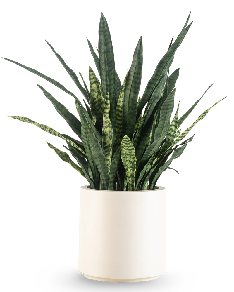 Kunst Sansevieria Zeylanica 110 cm kant en klaar in beige pot