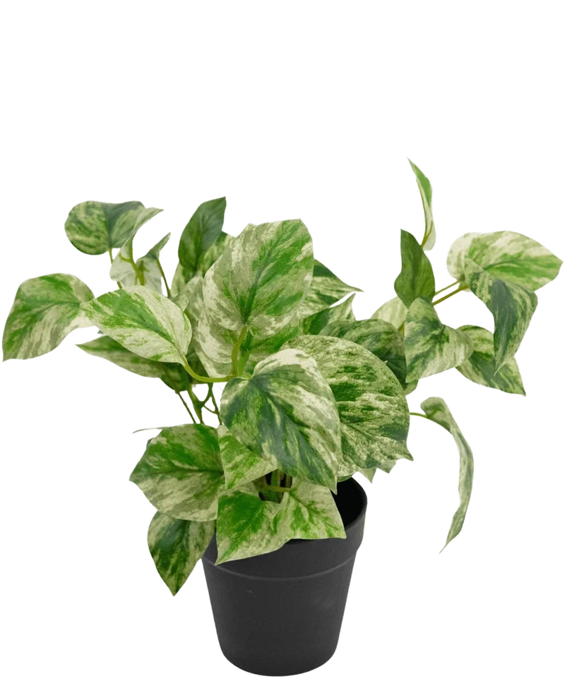 Kunstplant Gouden Wijnstok in Pot 25cm