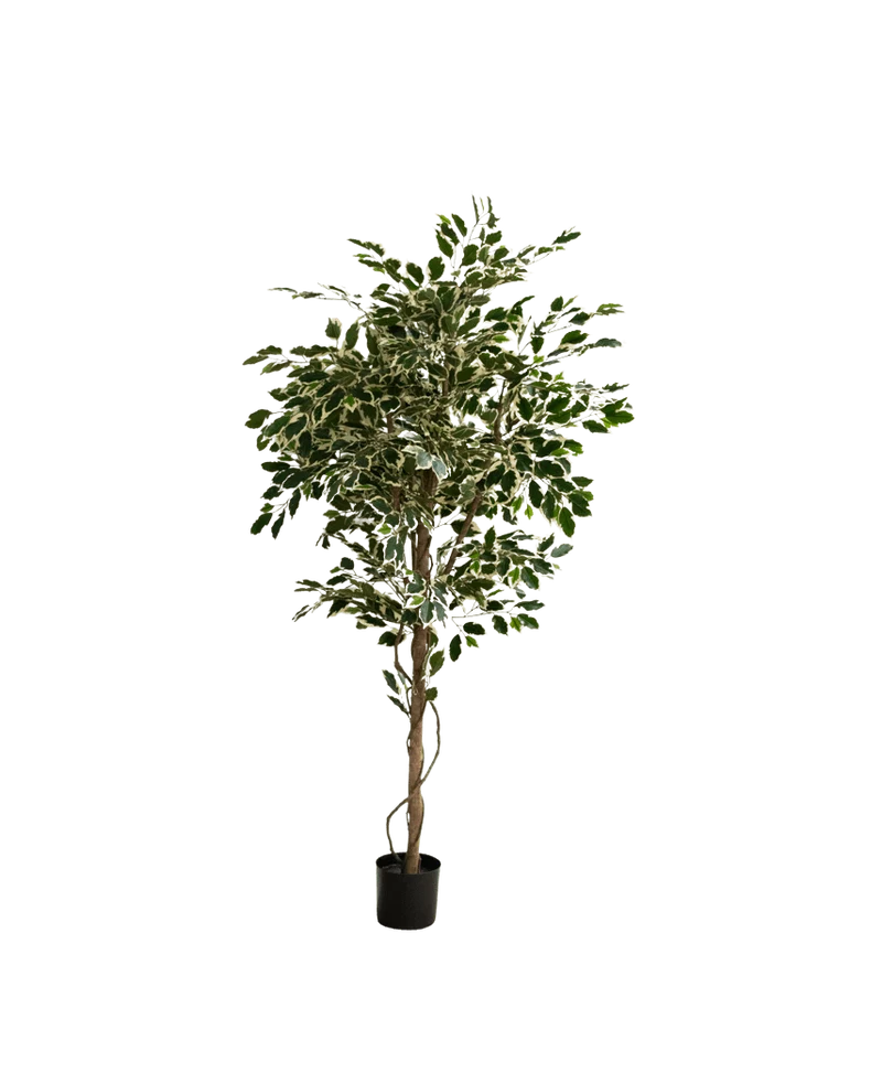 Kunstplant Ficus Exotica 165 cm