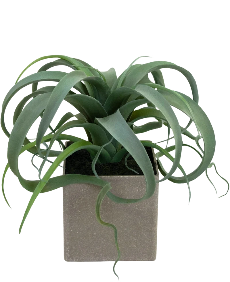 Kunst Vetplant in pot 24 cm