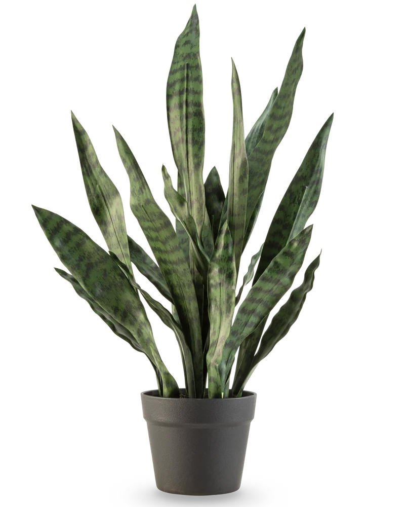 Kunstplant Sansevieria Zeylanica 71 cm