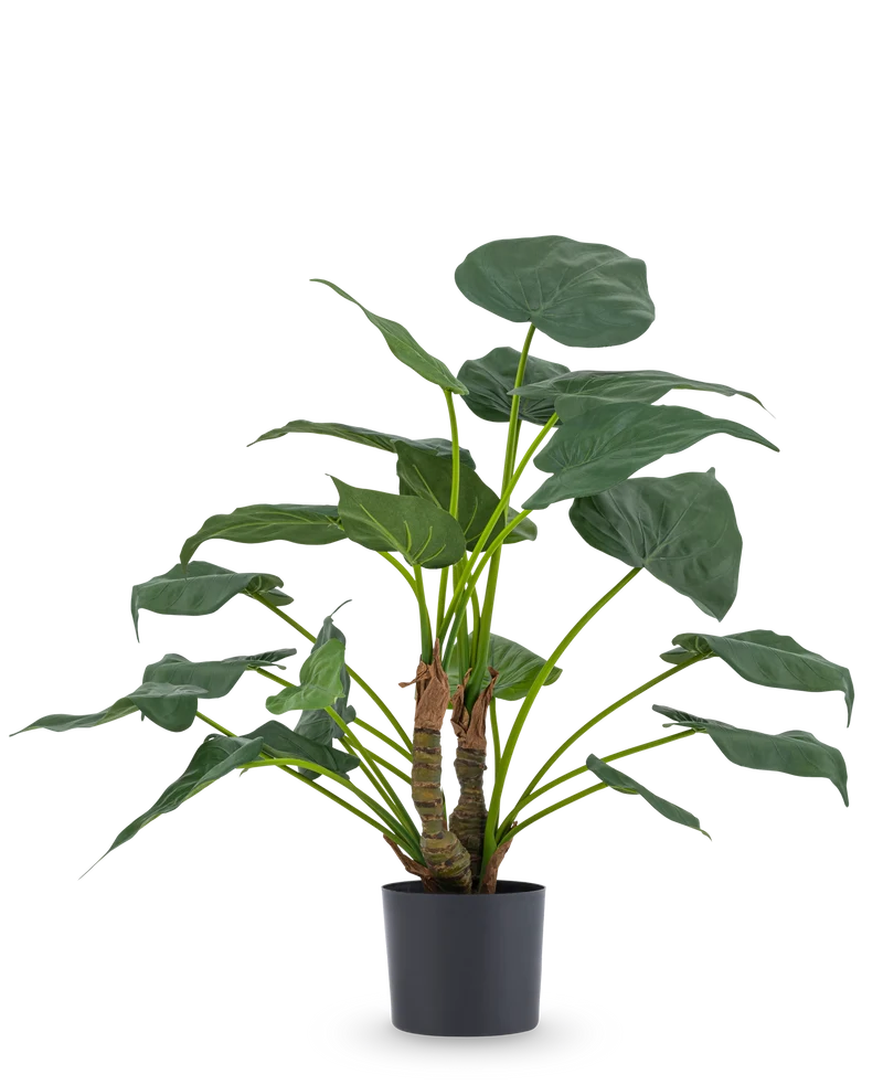 Kunstplant Alocasia Cucullata UV 53 cm