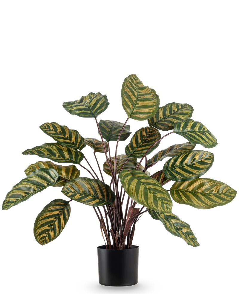 Kunstplant Calathea Makoyana UV 60 cm rood
