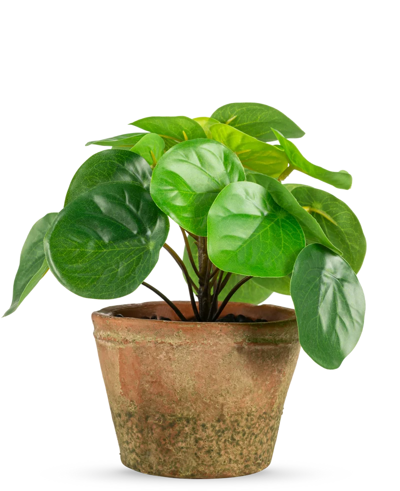 Kunstplant Pilea in pot mini UV 15 cm