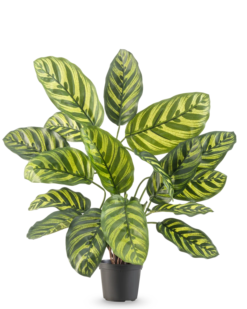 Kunstplant Calathea Makoyana UV 55 cm
