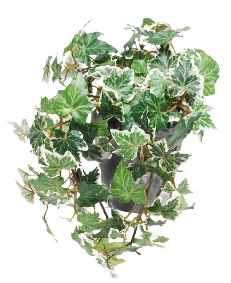 Kunst Klimop Deluxe groen-wit in pot 22 cm UV