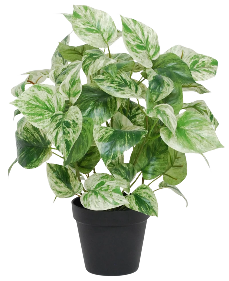 Kunst Goudrank groen-wit in pot UV 35 cm