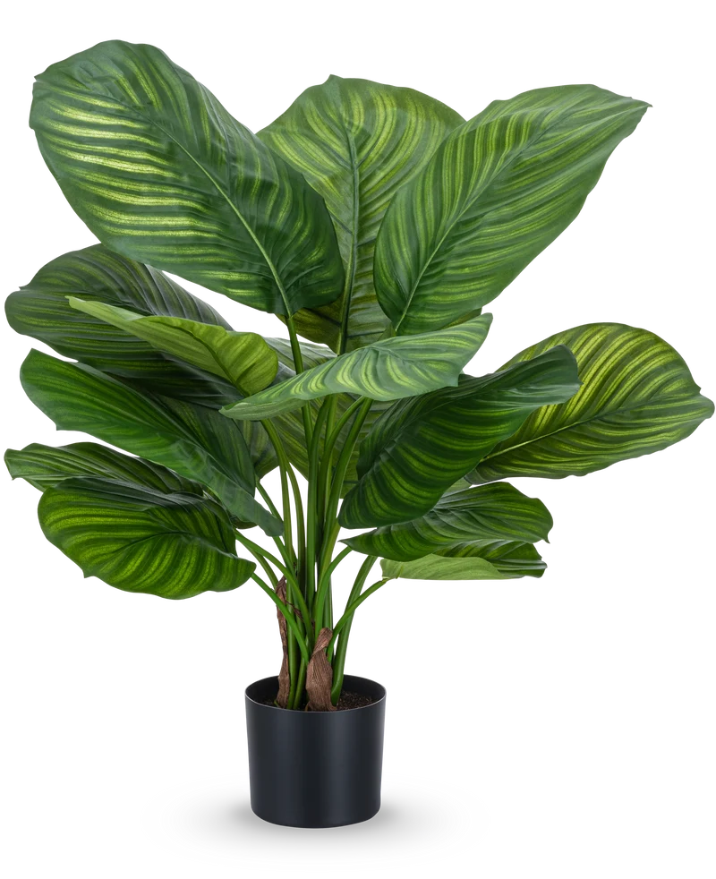 Kunstplant Calathea Fasciata UV 70 cm in pot