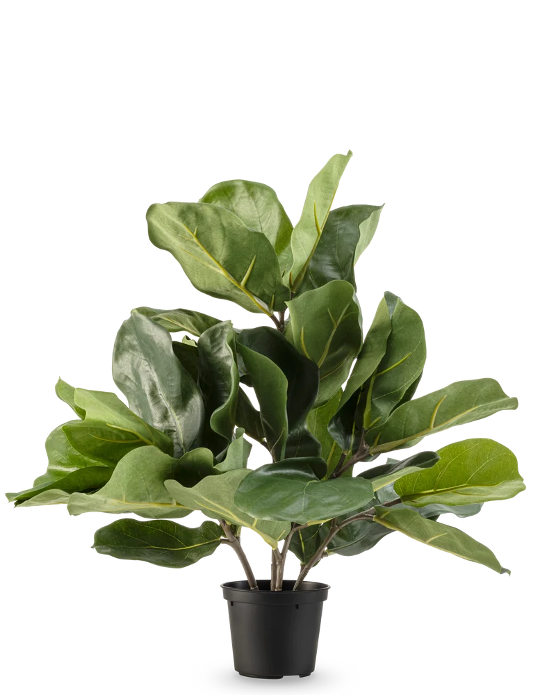 Kunstplant Tabaksplant Fiddle Leaf UV 45 cm