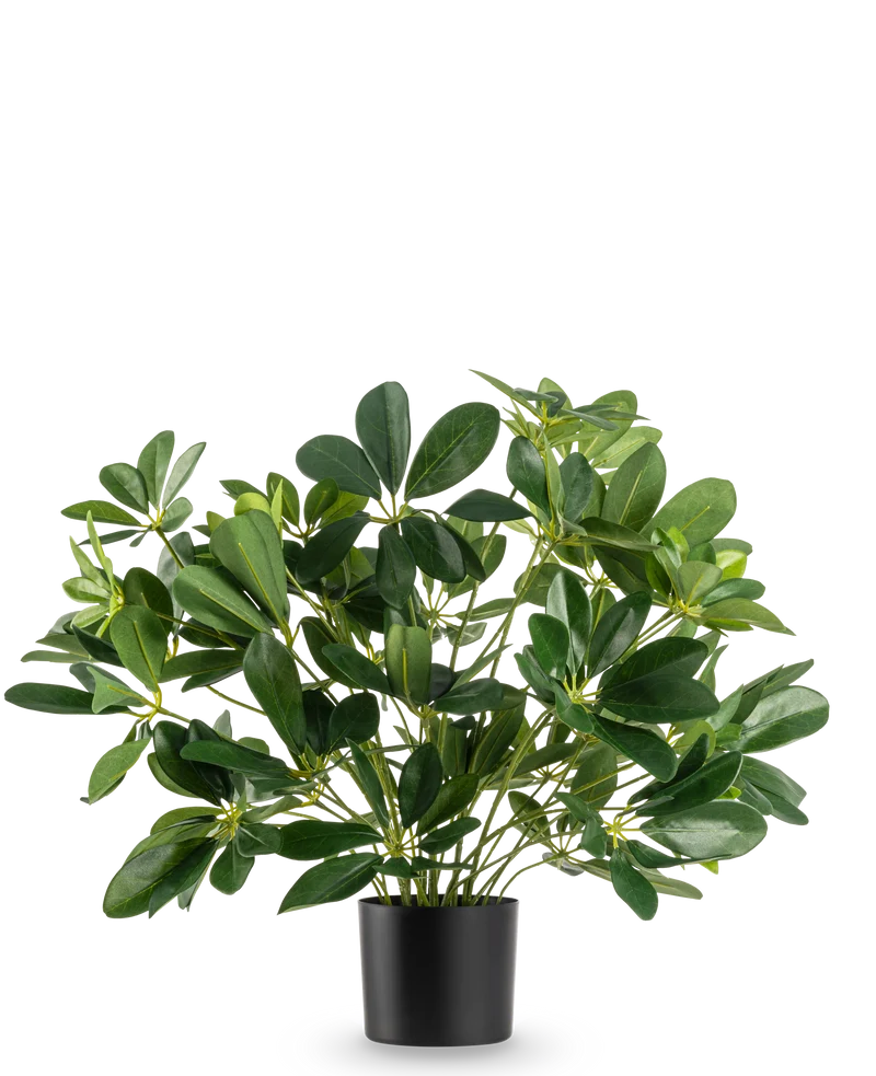 Kunstplant Baby Schefflera UV 45 cm