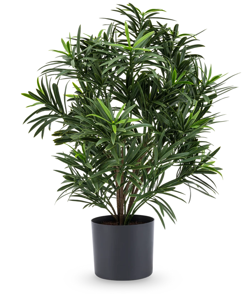 Kunstplant Podocarpus 47 cm