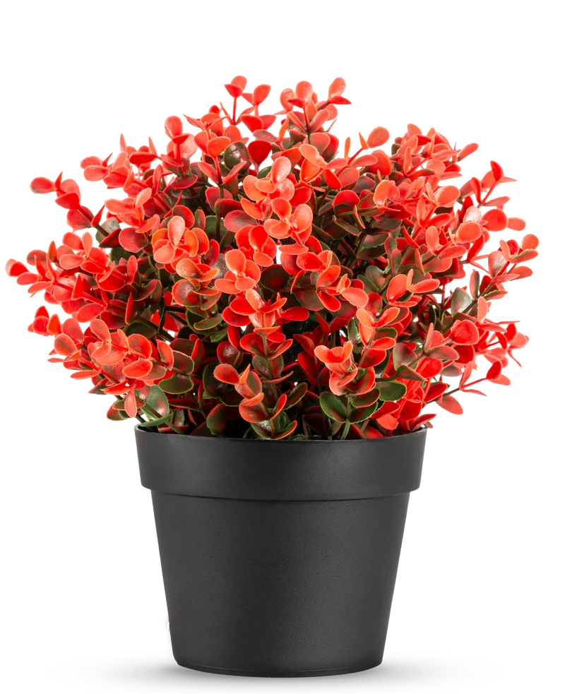 Kunstplant Buxus rood in pot UV 19 cm