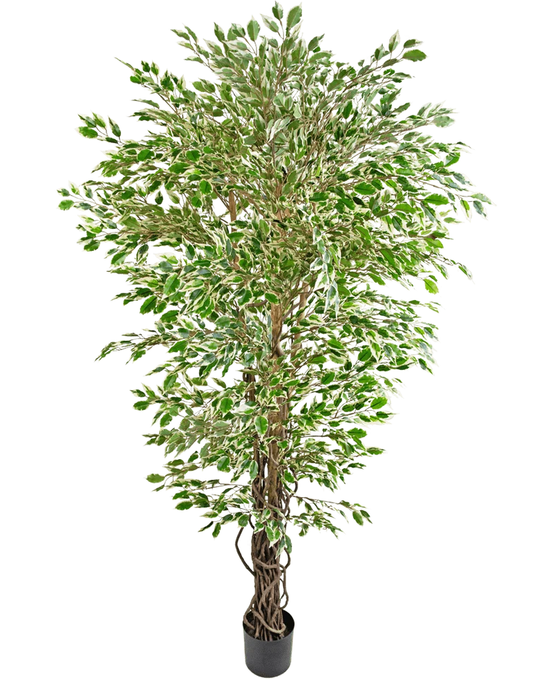 Kunstplant Hawaiian Ficus Liana 180 cm