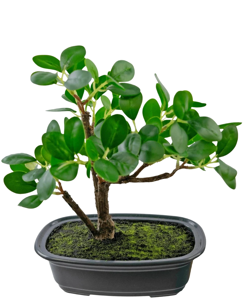 Kunstplant Bonsai Ficus 20 cm