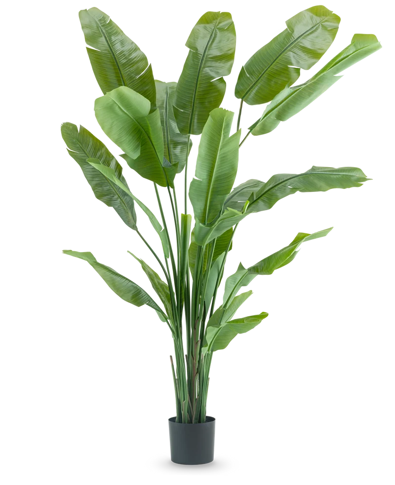 Kunstplant Strelitzia Nicolai Deluxe 210 cm