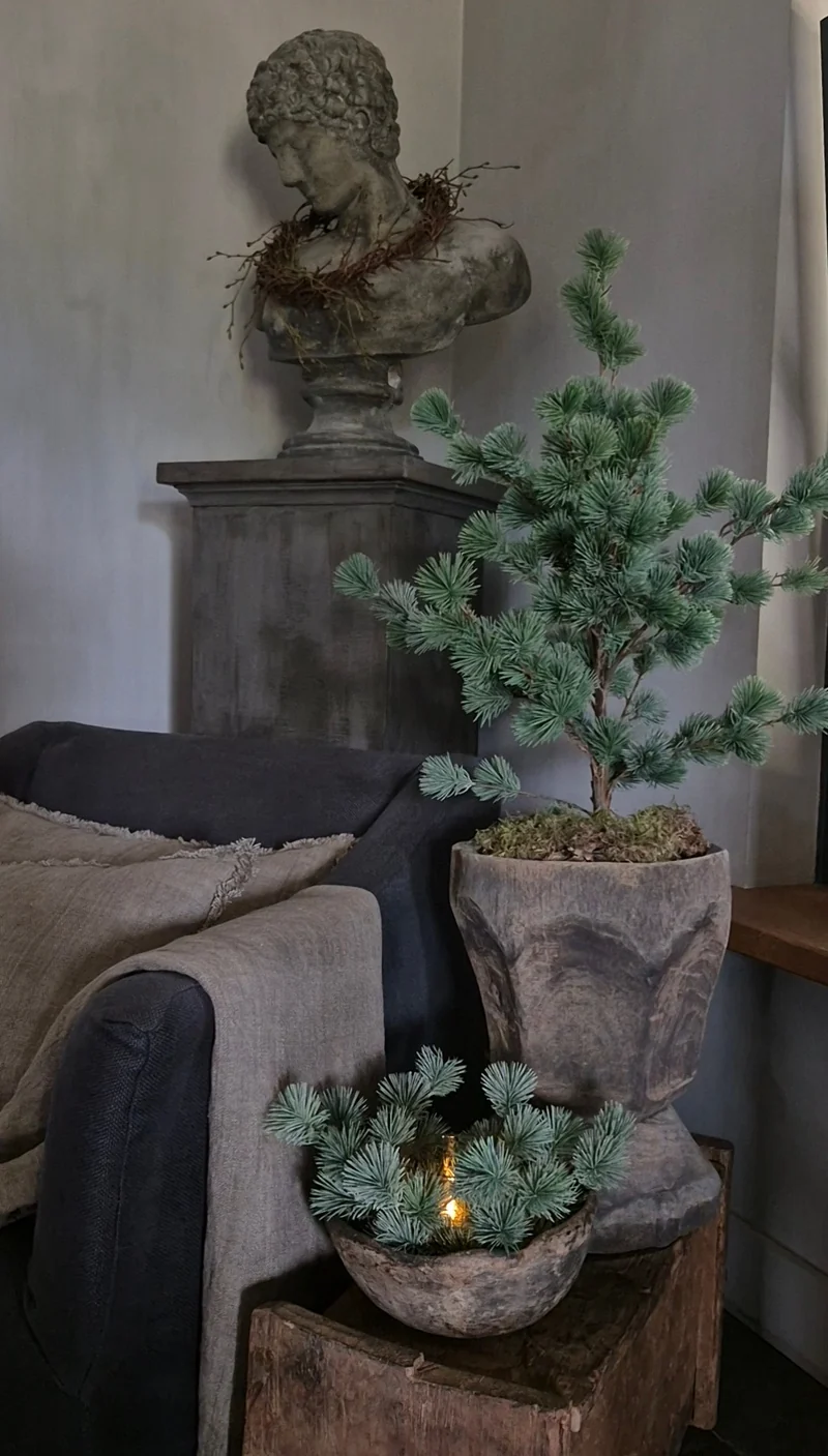 Larix kransje - 30 cm