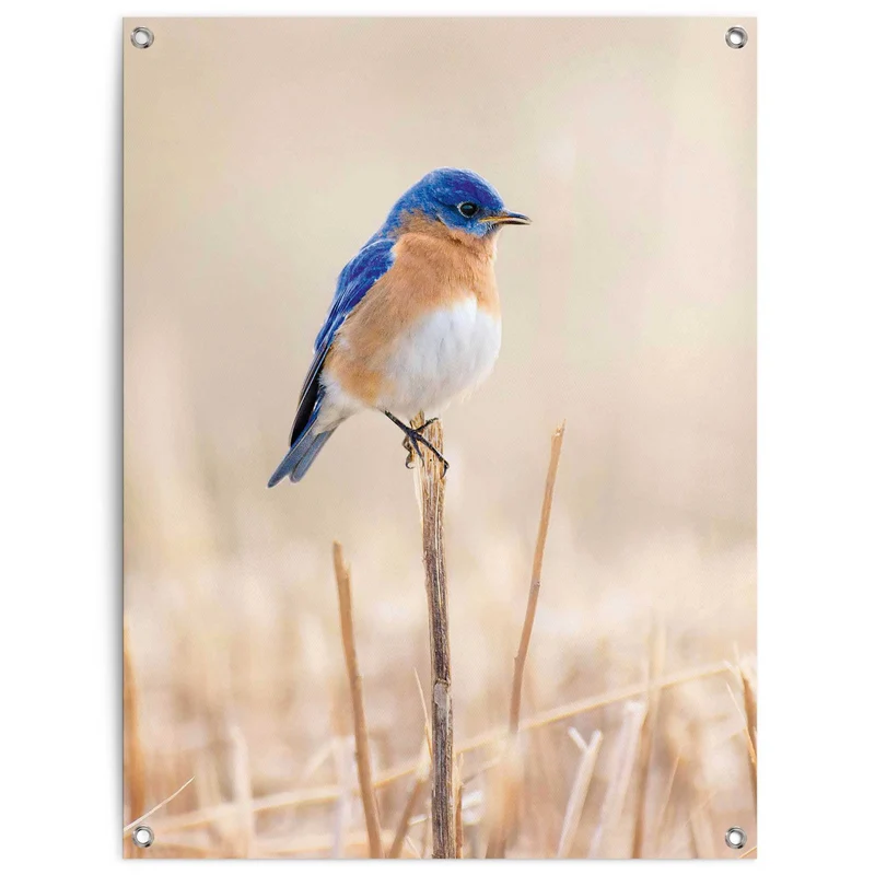Reinders tuinposter Blauw vogeltje - 80x60cm